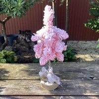 Havas fenyő juta zsákban (60 cm)