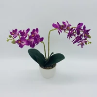 Orchidea kaspóban (45 cm)