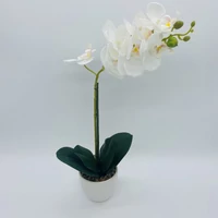 Orchidea kaspóban (45 cm)