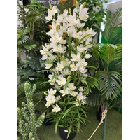 Élethű Cymbidium - csónakorchidea ( 150 cm)