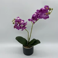 Orchidea kaspóban (45 cm)