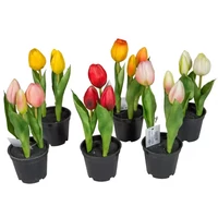 Cserepes tulipán | gumi | 3 virágos (21 cm) TÖBB SZÍNBEN