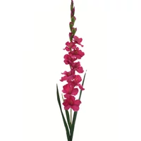 Kardvirág - BEAUTY (110 cm) 