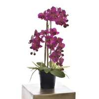 Orchidea - OLIVE PURPLE (60 cm)