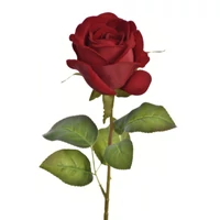 Rózsa - RUBIN (70 cm)