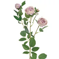 Rózsa - DIRTY VIOLET (76 cm)