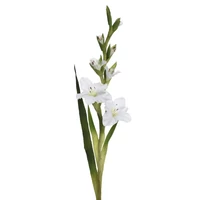Kardvirág - WHITE (96 cm)