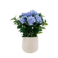 Kék műhortenzia kaspóban (75 cm)