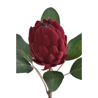 Protea - DR RED (66 cm)