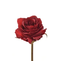 Rózsa - DR RED (60 cm)
