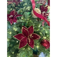 Bordó-arany mikulásvirág (24 cm)