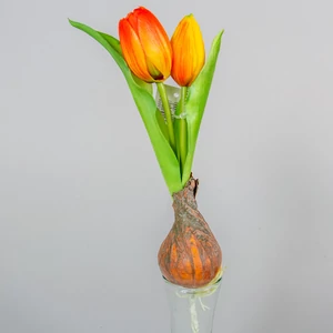 Hagymás, földlabdás virágok