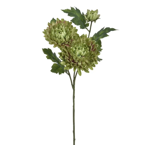 Csoportos krizantém (72 cm)