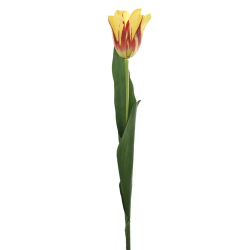 Tulipán (62 cm) TÖBB SZÍNBEN