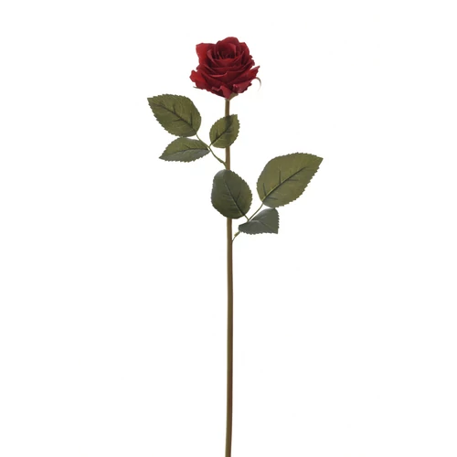 Rózsa - DR RED (60 cm)