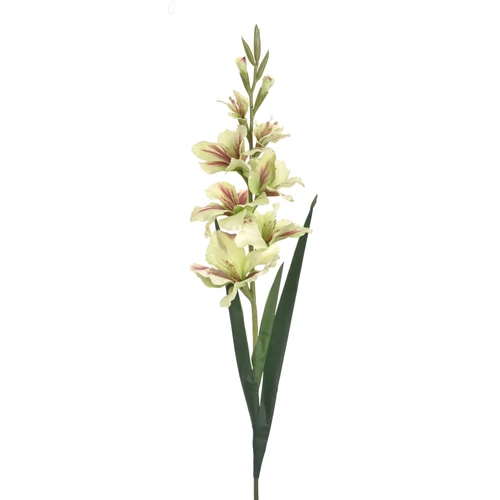 Kardvirág - GREEN (92 cm)