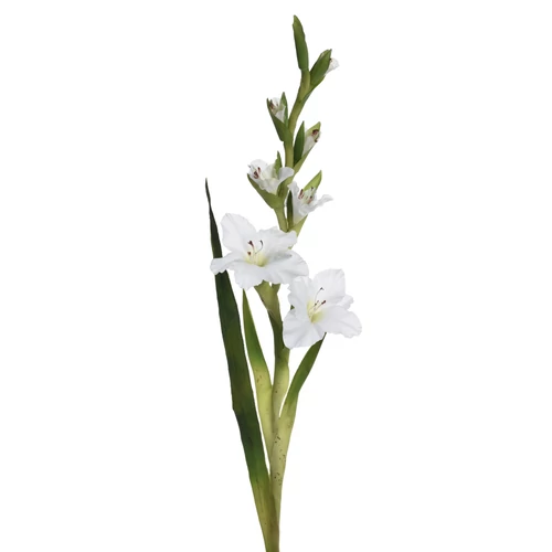 Kardvirág - WHITE (96 cm)