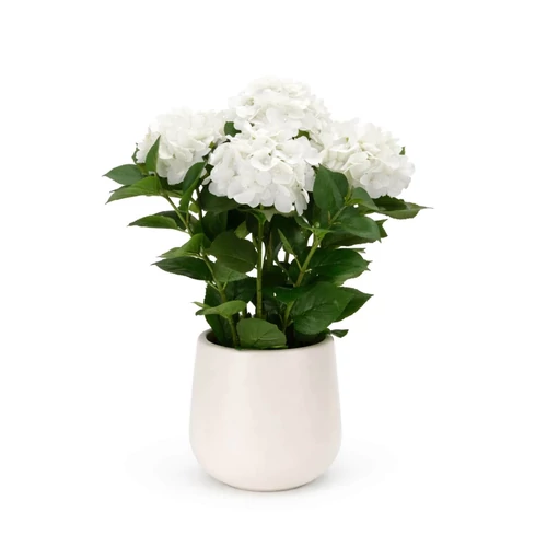 Fehér műhortenzia kaspóban (60 cm)