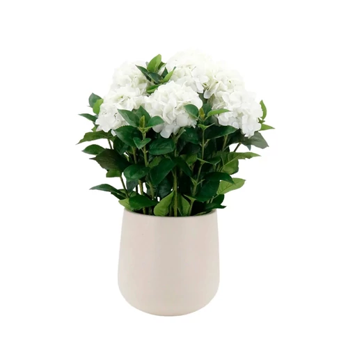 Fehér műhortenzia kaspóban (75 cm)