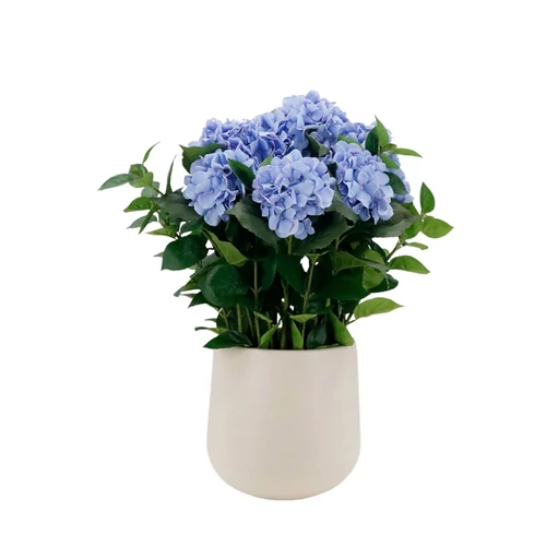 Kék műhortenzia kaspóban (75 cm)