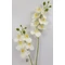 Orchidea | KRÉM | gumi (58 cm)