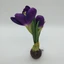 Hagymás krókusz (19 cm) 