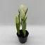 Élethű cserepes gumi tulipán (23 cm) 