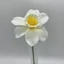 Élethű gumi nárcisz (40 cm) 
