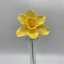 Élethű gumi nárcisz (40 cm) 