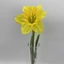 Nárcisz (45 cm) 