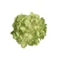 Hortenzia fej - - DEEP GREEN (15 cm) 