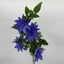 Klematisz - BLUE VIOLET (80 cm) 