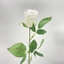 Rózsa - WHITE (70 cm) 