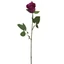 Rózsa - SWEET FUCHSIA (70 cm) 