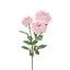 Krizantém - LT PINK (73 cm) 