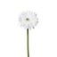 Gerbera (49 cm) | WHITE