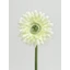Gerbera (49 cm) | CREAM