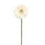 Gerbera (49 cm) | HALVAH