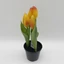 Cserepes tulipán | gumi | 3 virágos (21 cm)