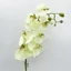 Orchidea - LT. GREEN (95 cm) 
