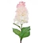 Bugás hortenzia - LT PINK (74 cm)