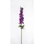 Delphinium - PURPLE (70 cm) 