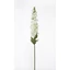 Delphinium - WHITE GREEN (70 cm) 