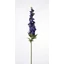 Delphinium - DR. BLUE (70 cm) 