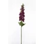 Delphinium - BURGUNDY (70 cm) 