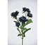 Csoportos krizantém - BLUE BLACK (70 cm) 