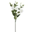 Csokros Liziantusz  - WHITE (76 cm) 