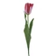 Tulipán - MAGENTA (62 cm)