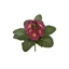 Primula csokor (20 cm) 