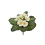 Primula csokor (20 cm) 